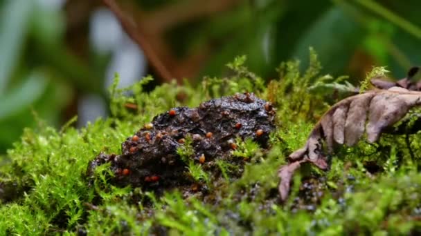 Növekvő Növények Timelapse Csírák Germination Újszülött Palánta Növény Guanói Földön — Stock videók
