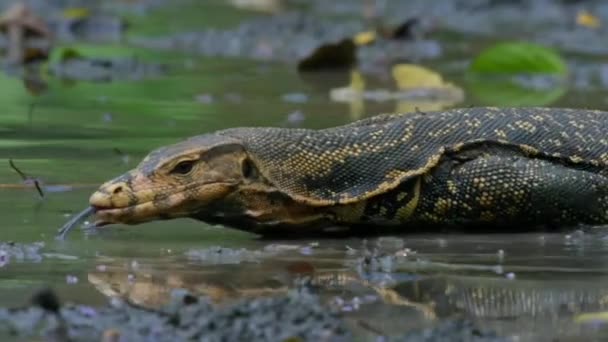 Close Asian Water Monitor Finding Food Rainforest Sulawesi Island Indonesia — ストック動画