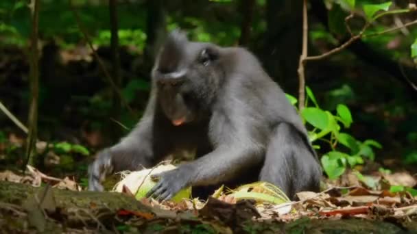 Close Black Macaque Eating Coconut Tankoko Natural Reserve Northern Sulawesi — Wideo stockowe
