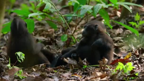 Black Macaque Grooming Wild Natural Habitat Tankoko Natural Reserve Northern — Video