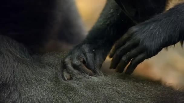 Czarny Macaque Pielęgnacja Dzikich Siedliskach Przyrodniczych Tankoko Rezerwat Przyrody Północny — Wideo stockowe
