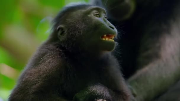 Черная Макака Детенышем Дикой Природной Среде Обитания Природный Заповедник Мбаппе — стоковое видео