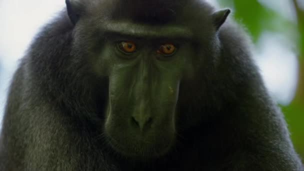 Close Black Macaque Face Tankoko Natural Reserve Northern Sulawesi Indonesia — Vídeos de Stock