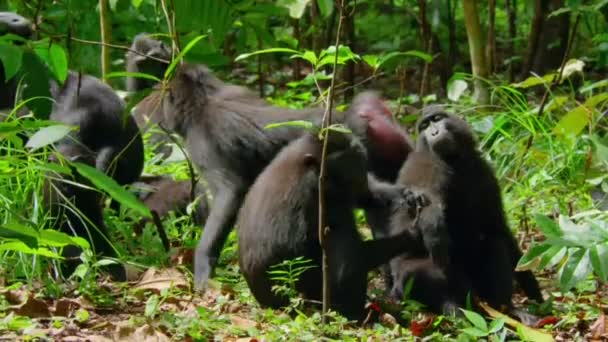 Black Macaque Grooming Wild Natural Habitat Tankoko Natural Reserve Northern — Vídeo de stock