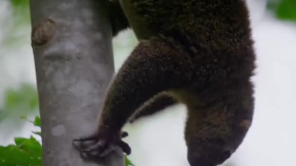 Close Bear Cuscus Ailurops Ursinus Wild Natural Habitat Sulawesi Island — ストック動画