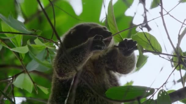 Close Bear Cuscus Ailurops Ursinus Wild Natural Habitat Sulawesi Island — Vídeo de Stock