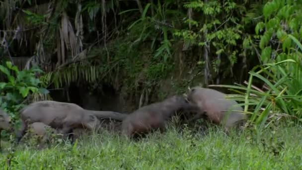 Close Male Sulawesi Babirusa Babyrousa Celebensis Large Canine Teeth Fighting — Stockvideo