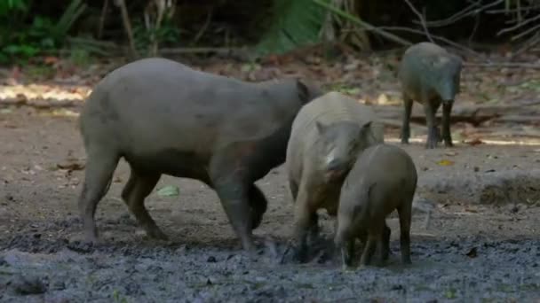 Close Male Sulawesi Babirusa Babyrousa Celebensis Pig Large Canine Teeth — стоковое видео