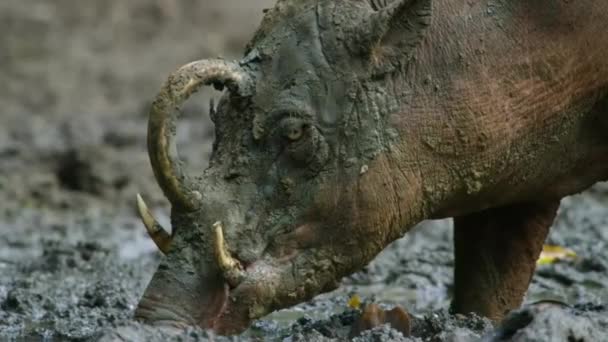 Close Male Sulawesi Babirusa Babyrousa Celebensis Pig Large Canine Teeth — Stock Video