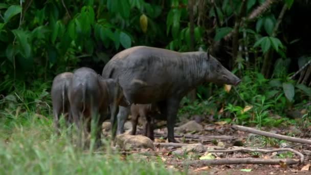 Close Female Babirusa Babyrousa Celebensis Piglets Wild Natural Habitat Sulawesi — Stock Video