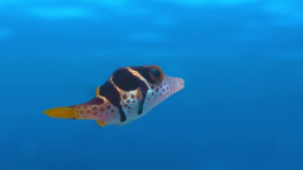 Großaufnahme Eines Kleinen Kugelfisches Der Klarem Wasser Tief Ozean Schwimmt — Stockvideo