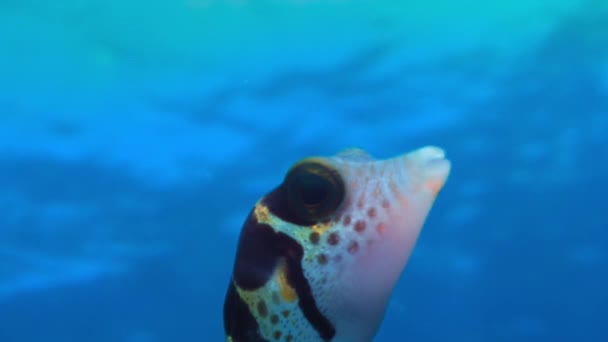 Κοντινό Πλάνο Ενός Μικρού Pufferfish Που Επιπλέει Καθαρά Νερά Βαθιά — Αρχείο Βίντεο