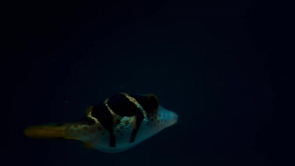 Großaufnahme Eines Kleinen Kugelfisches Der Klarem Wasser Tief Ozean Schwimmt — Stockvideo