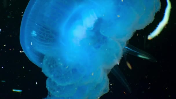 Медуза Макро Плаває Чистій Воді Глибоко Океані Макрос Великий Бар — стокове відео