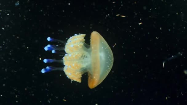 Medusas Mastigias Flutuando Águas Claras Fundo Oceano Macro Grande Barreira — Vídeo de Stock