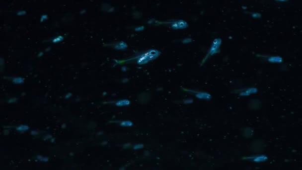 Yüzen Parçacıklar Planktonlar Makrodaki Küçük Deniz Canlıları Parıldayan Işık Işınları — Stok video
