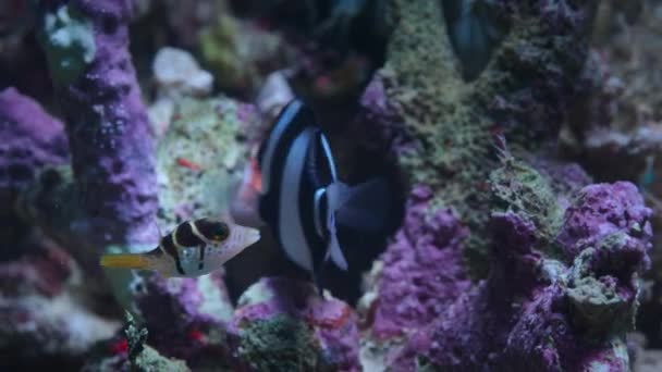 Close Little Pufferfish Floating Clear Water Deep Ocean Macro Great — Stock Video