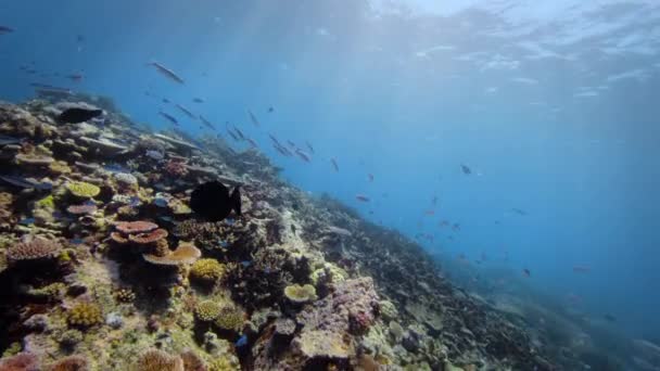 Gesundes Korallenriff Mit Fischschwärmen Unter Wasser Meereslebewesen Great Barrier Reef — Stockvideo