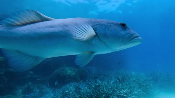 Primo Piano Grouper Gigante Queensland Groper Epinephelus Lanceolatus Habitat Naturale — Video Stock