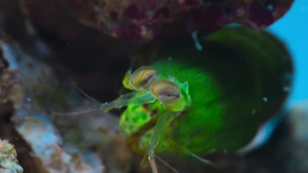 Großaufnahme Einer Pfauenmantis Garnele Odontodactylus Scyllarus Korallenriff Augen Und Schnurrbart — Stockvideo