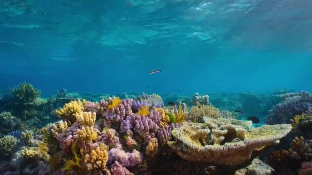 Gesundes Korallenriff Mit Fischschwärmen Unter Wasser Meereslebewesen Great Barrier Reef — Stockvideo