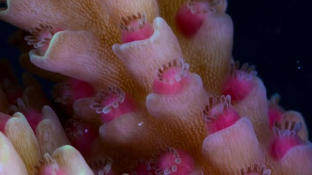 Primer Plano Del Arrecife Coral Acropora Muricata Desove Manojos Esperma — Vídeos de Stock