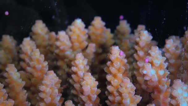 Primer Plano Del Arrecife Coral Acropora Muricata Desove Manojos Esperma — Vídeos de Stock