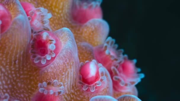 Κοντινό Πλάνο Του Coral Reef Acropora Muricata Spawning Coral Egg — Αρχείο Βίντεο