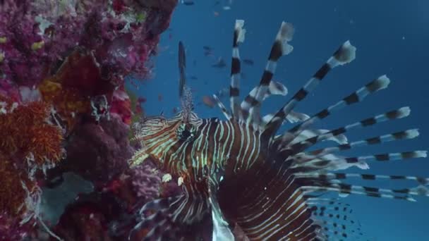 Lion Fish Pterois Miles Nadando Encontrando Comida Entre Los Arrecifes — Vídeos de Stock