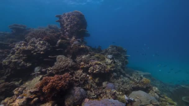 Arrecife Coral Saludable Con Escuela Peces Bajo Agua Vida Marina — Vídeos de Stock