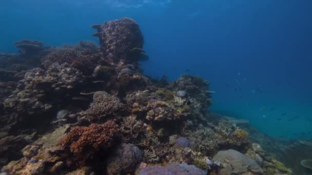 Gesundes Korallenriff Mit Fischschwärmen Unter Wasser Meereslebewesen Great Barrier Reef — Stockvideo