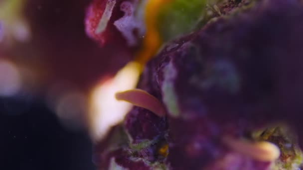 Sob Microscópico Larva Recife Coral Acropora Muricata Procura Lugar Para — Vídeo de Stock