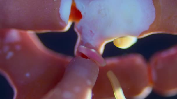 Κάτω Από Μικροσκόπιο Coral Reef Acropora Muricata Larva Look Place — Αρχείο Βίντεο