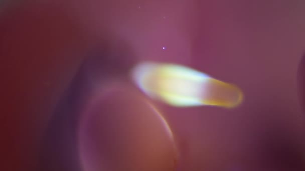 Κάτω Από Μικροσκόπιο Coral Reef Acropora Muricata Larva Look Place — Αρχείο Βίντεο