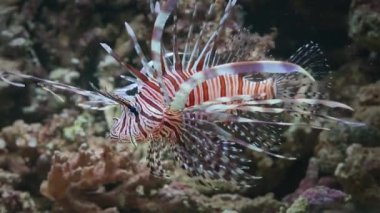 Aslan Balığı (Pterois Miles) mercan resifi, Büyük Set Resifi, Avustralya 'da yüzer ve yiyecek bulur..