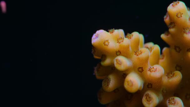 Gros Plan Récif Corallien Acropora Muricata Frai Oeufs Corail Faisceaux — Video