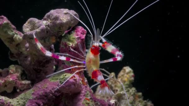 Nærbillede Banded Coral Rejer Stenopus Hispidus Bunden Havet Ved Koralrevet – Stock-video