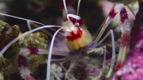 オーストラリア グレートバリアリーフのサンゴ礁で 海の底にあるバンドサンゴエビ ステノプス ヒスピダス の閉鎖 — ストック動画