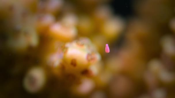 Close Coral Reef Acropora Muricata Tření Korálové Svazky Vajíček Spermií — Stock video