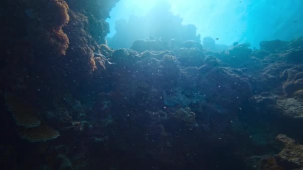 Korál Poskytuje Jídlo Slizu Coral Release Hlen Water Creatures Eat — Stock video