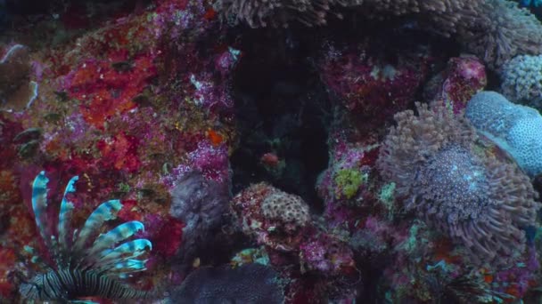 Récif Corallien Sain Avec École Poissons Sous Marins Vie Marine — Video