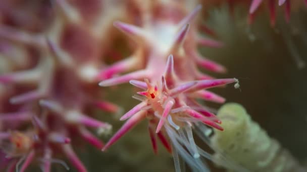 Feche Uma Coroa Espinhos Estrelas Mar Comendo Coral Acanthaster Planci — Vídeo de Stock