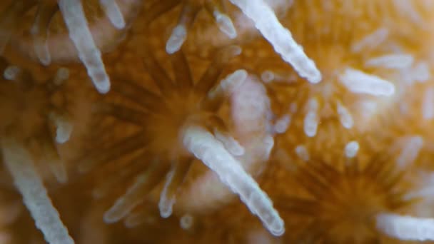 Coral Produce Energía Que Alimenta Los Animales Del Arrecife Simbiosis — Vídeos de Stock