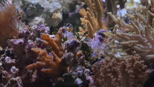 Close Little Doutnák Floating Clear Water Deep Ocean Macro Great — Stock video