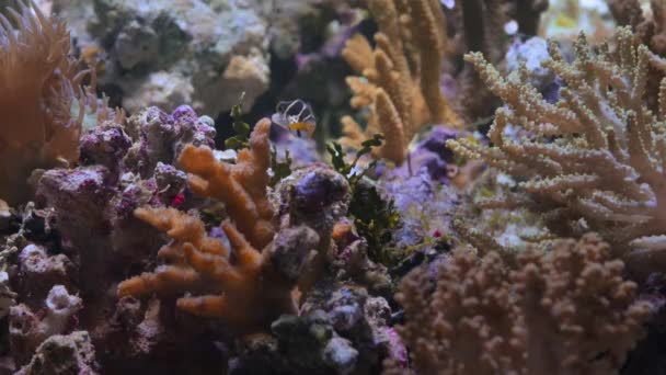 Close Little Pufferfish Floating Clear Water Deep Ocean Macro Great — Stock Video