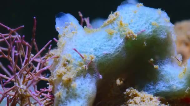 Timelapse Sponges Release Organisch Afval Geconcentreerd Het Oppervlak Voedsel Geven — Stockvideo