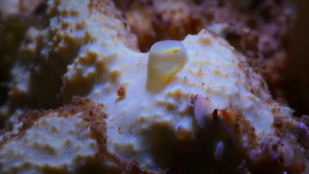 Timelapse Sponges Release Organisch Afval Geconcentreerd Het Oppervlak Voedsel Geven — Stockvideo
