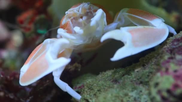 Porseleinen Krab Neopetrolisthes Maculatus Close Tijdens Het Eten Een Anemoon — Stockvideo