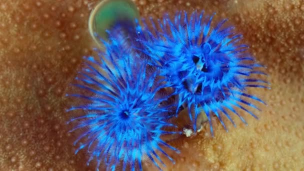 Close Blue Christmas Tree Worms Spirobranchus Giganteus Emergindo Tubo Coral — Vídeo de Stock
