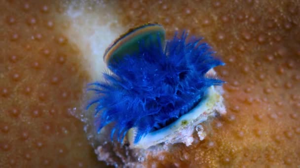Close Blue Christmas Tree Worms Spirobranchus Giganteus Emergindo Tubo Coral — Vídeo de Stock